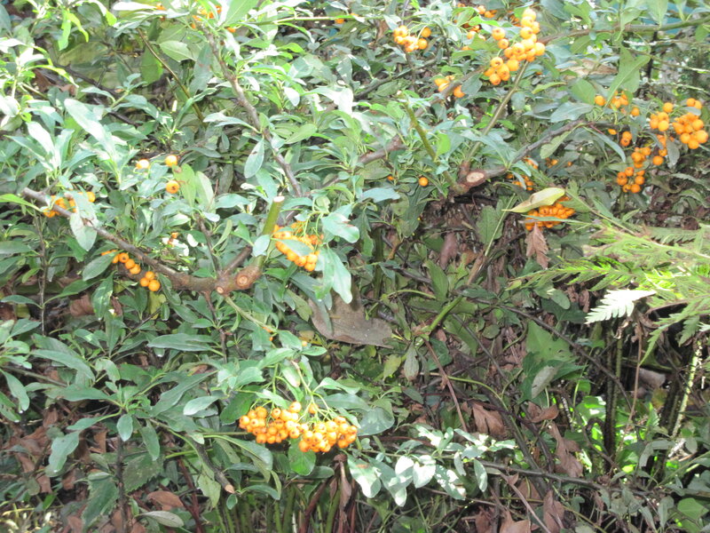 Bush with Orange Berries — Green
