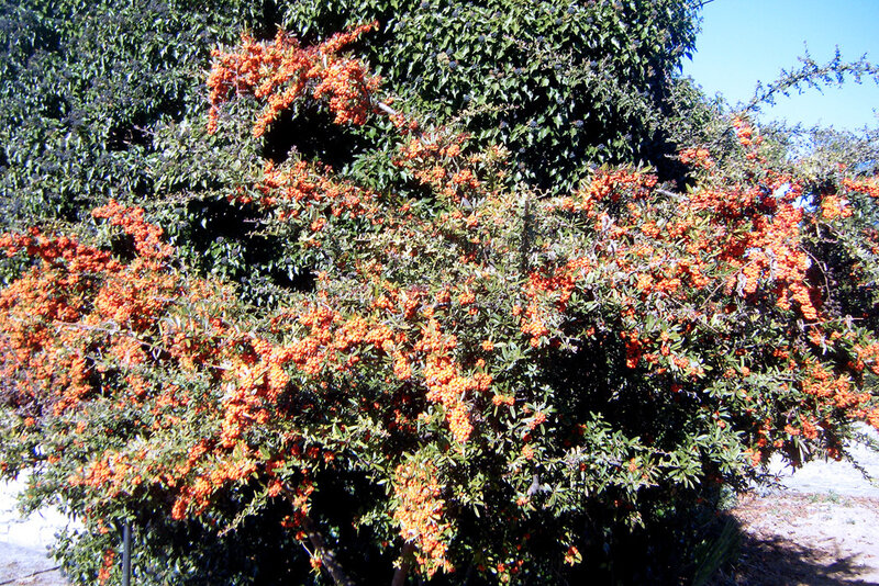 Bush with Orange Berries