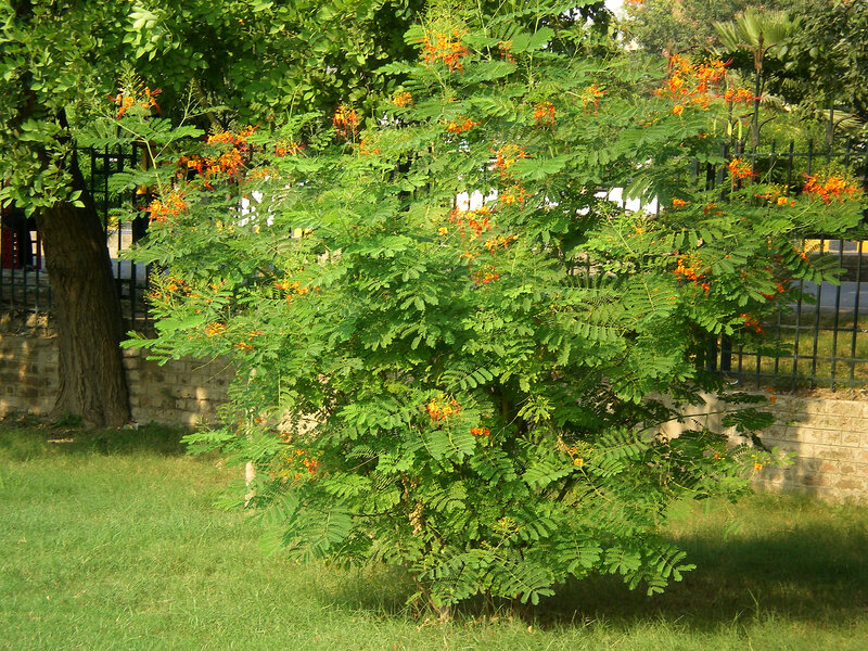 Bush with Orange Flowers — Green