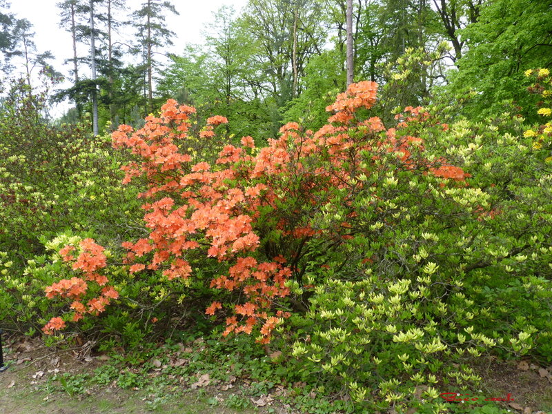 Bush with Orange Flowers — Serene