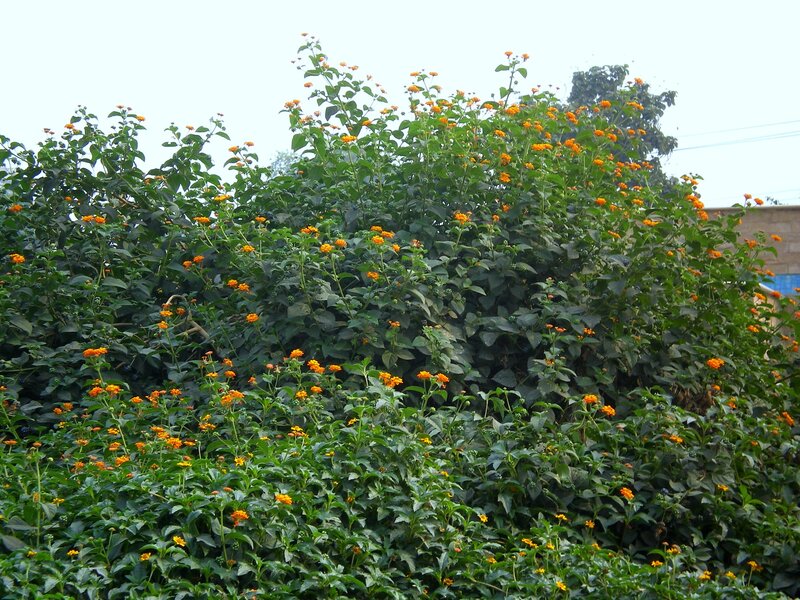 Bush with Orange Flowers