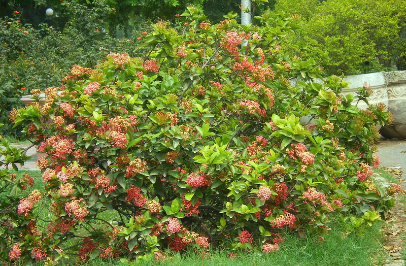 bush with pink flowers