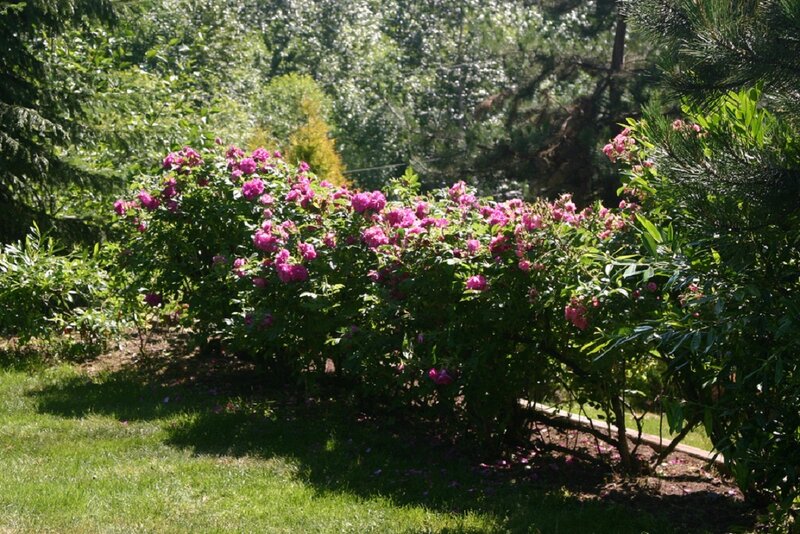 Bush with Pink Flowers — Green, Serene