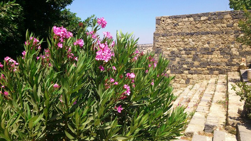 Bush with Pink Flowers — Green