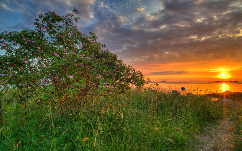 Bush with Pink Flowers — Orange