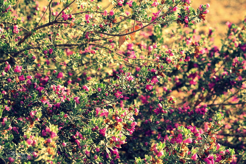 Bush with Pink Flowers — Serene