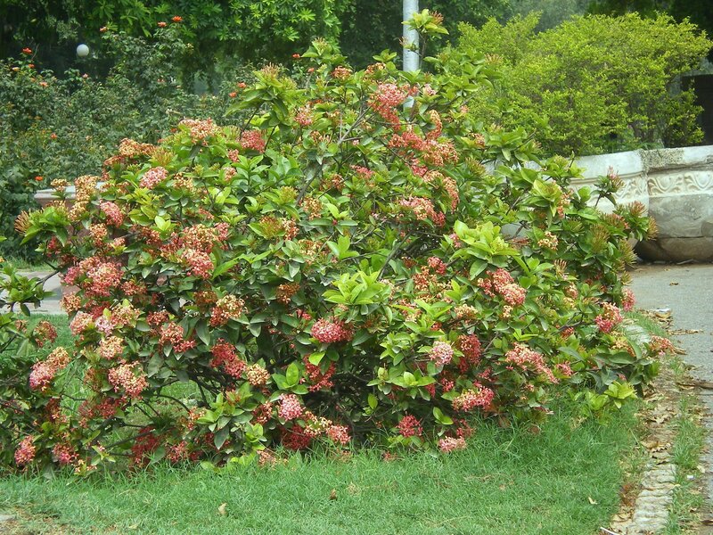 bush with pink flowers