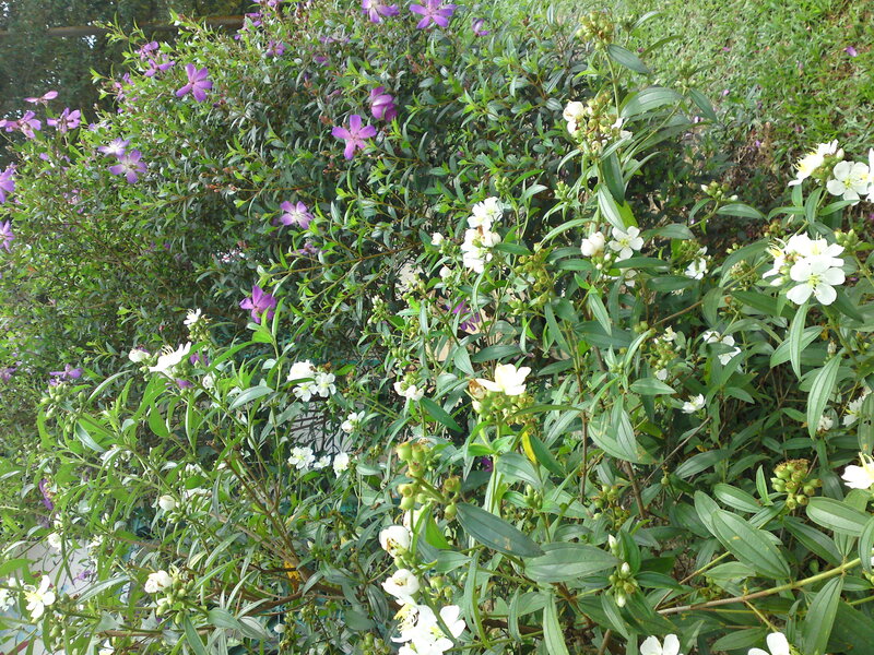 Bush with Purple and White Flowers