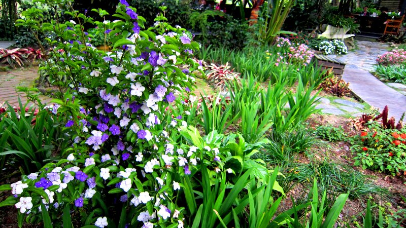 Bush with Purple Flowers — Serene