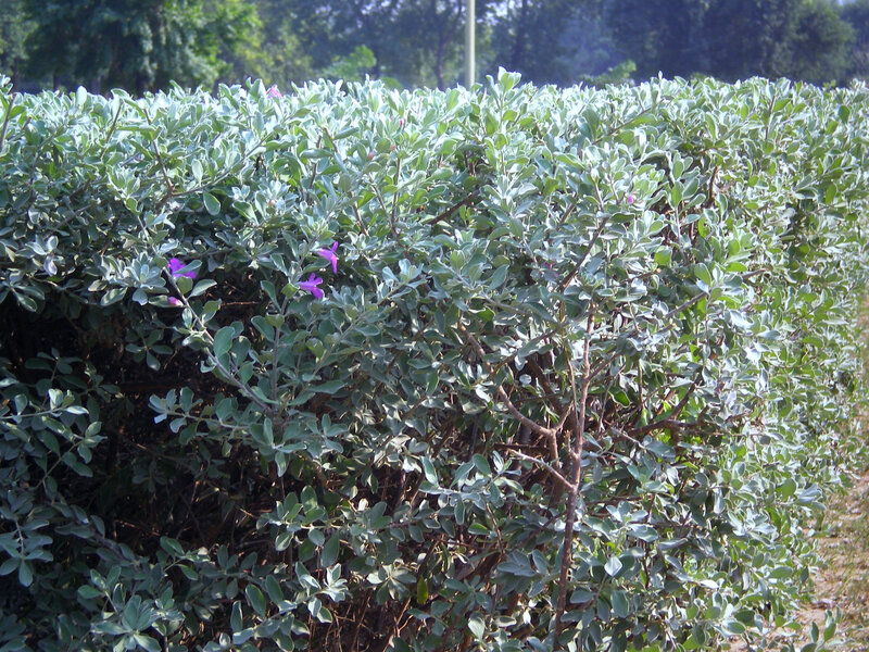 Bush with Purple Flowers