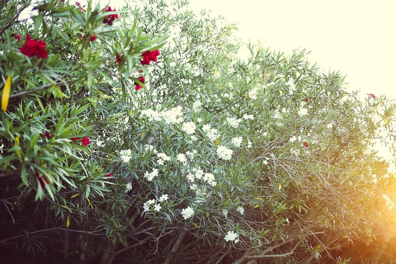Bush with Red and White Flowers