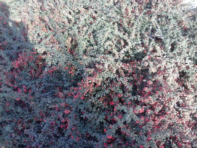 Bush with Red Berries — Green, Natural, Autumn