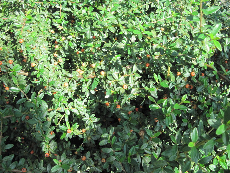 Bush with Red Berries — Green, Natural
