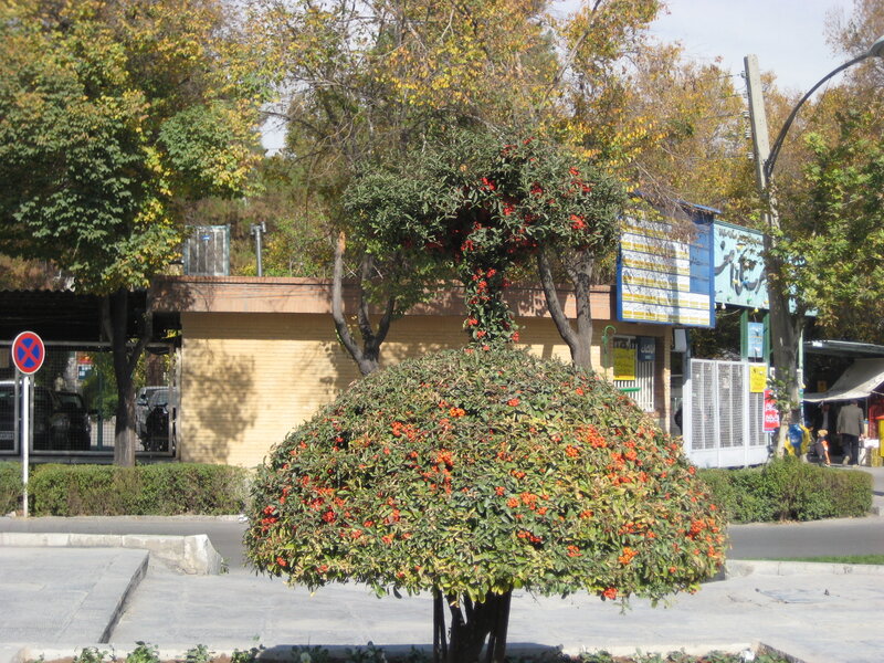 Bush with Red Berries — Green