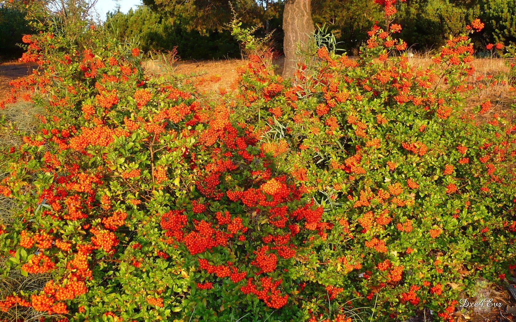 Bush with red berries in sunlight