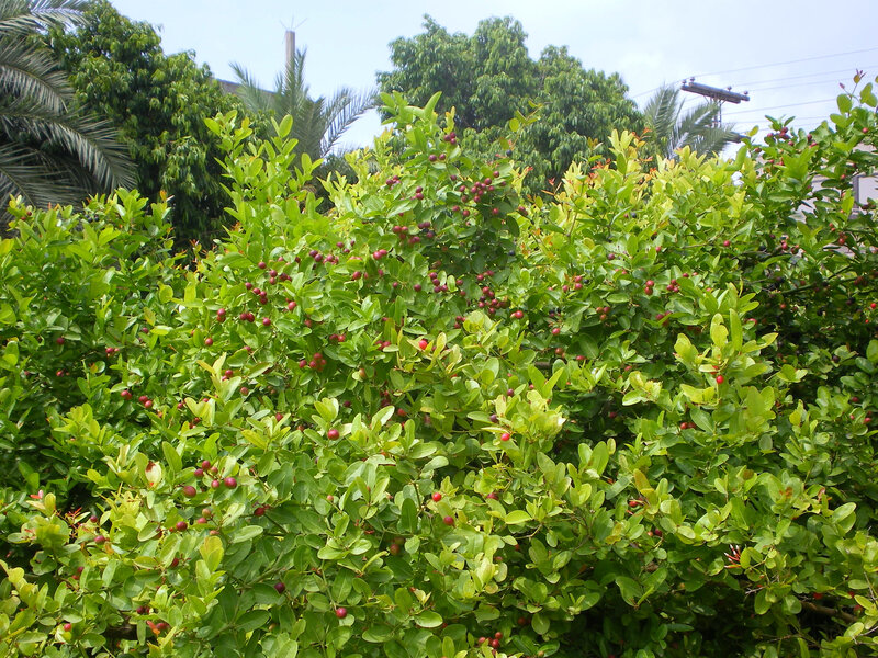 Bush with red berries