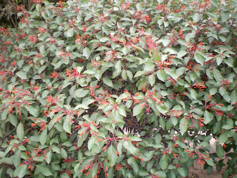 bush with red flowers