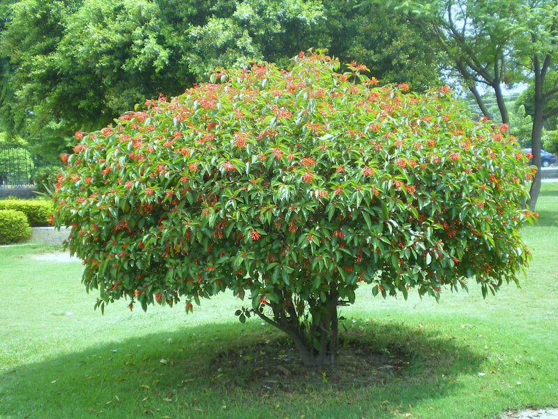 bush with red flowers