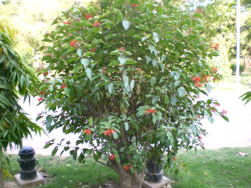 Bush with Red Flowers — Green, Calm, Afternoon, Photograph