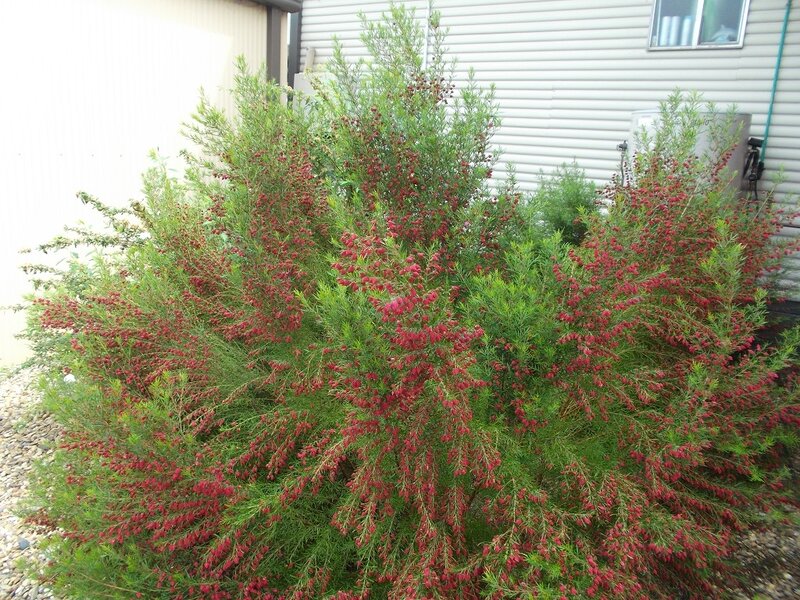 Bush with Red Flowers — Green, Calm, Afternoon