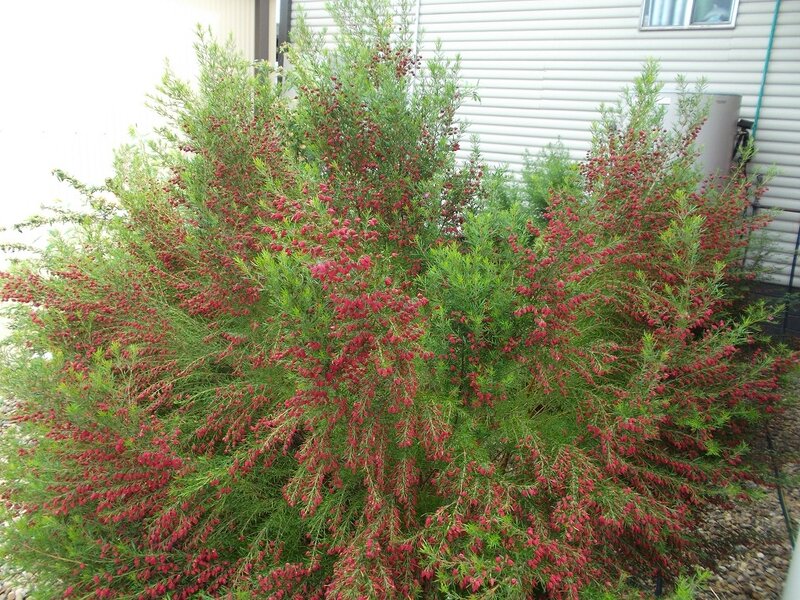 Bush with Red Flowers — Green, Calm