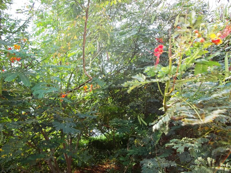 Bush with Red Flowers — Green