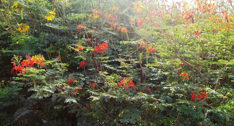 Bush with Red Flowers — Natural
