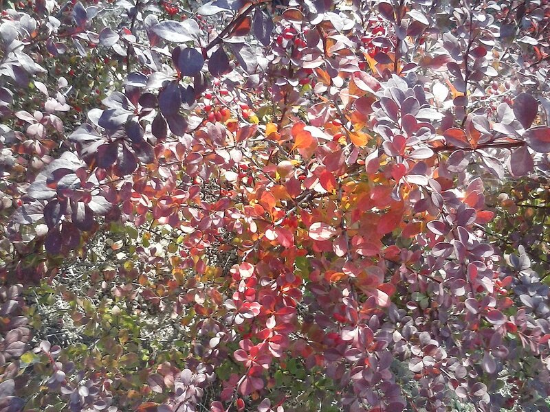 Bush with Red Leaves