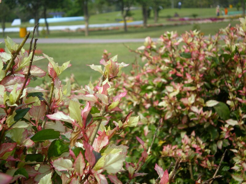 Bush with Variegated Leaves