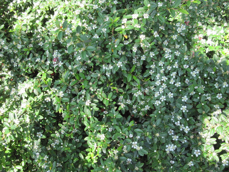 Bush with White Flowers — Green, Calm, Afternoon
