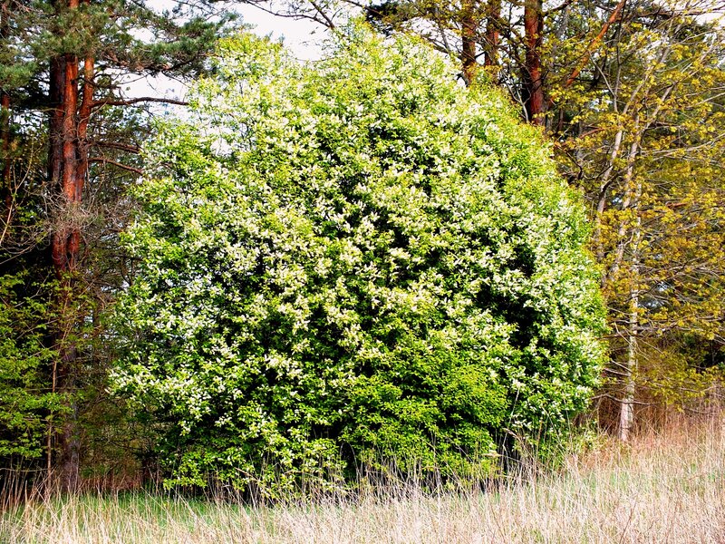 Bush with White Flowers — Green, Serene, Spring, Photograph