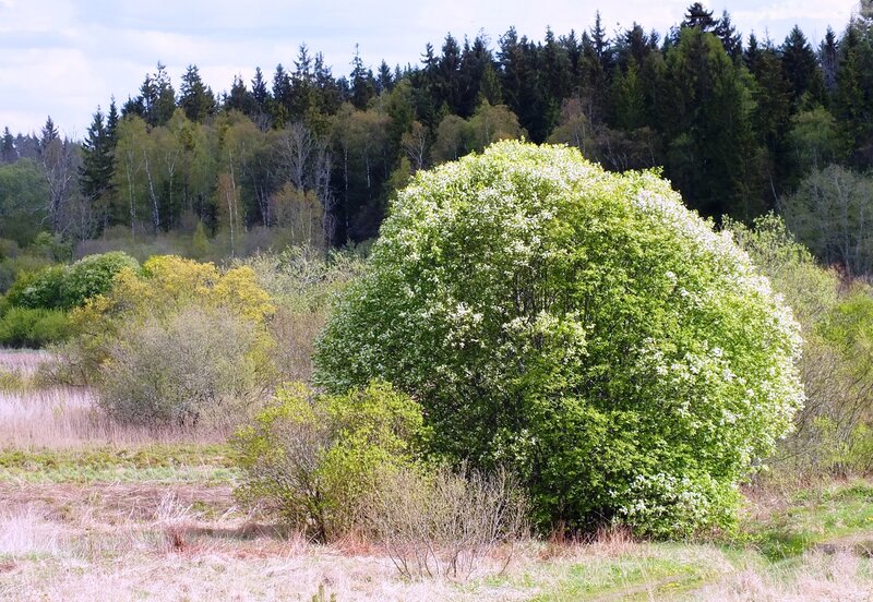Bush with White Flowers — Green, Serene, Spring