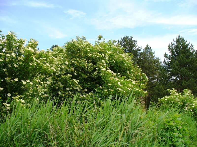 Bush with White Flowers — Green, Serene, Summer