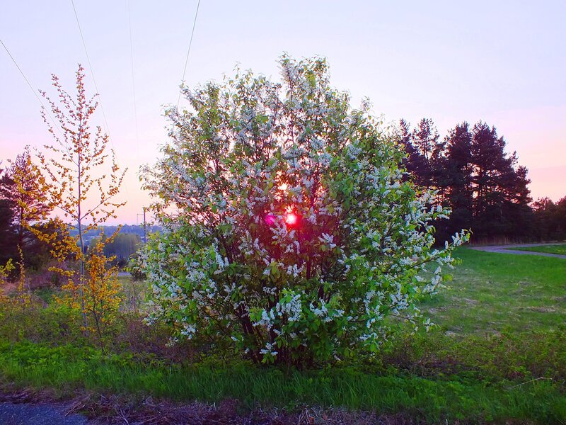 Bush with White Flowers — Green, Serene, Sunset