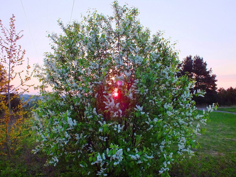 Bush with White Flowers — Green, Serene