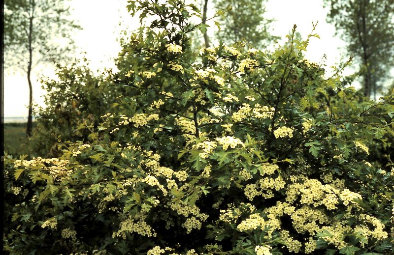 Bush with White Flowers — Green
