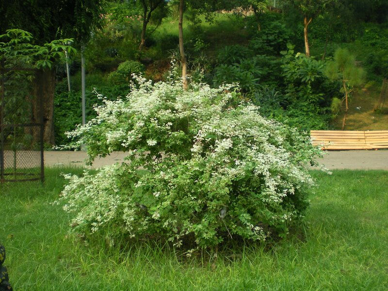 Bush with white flowers in park