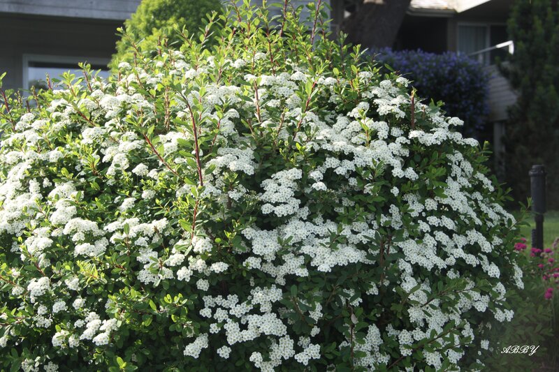 Bush with White Flowers — Serene