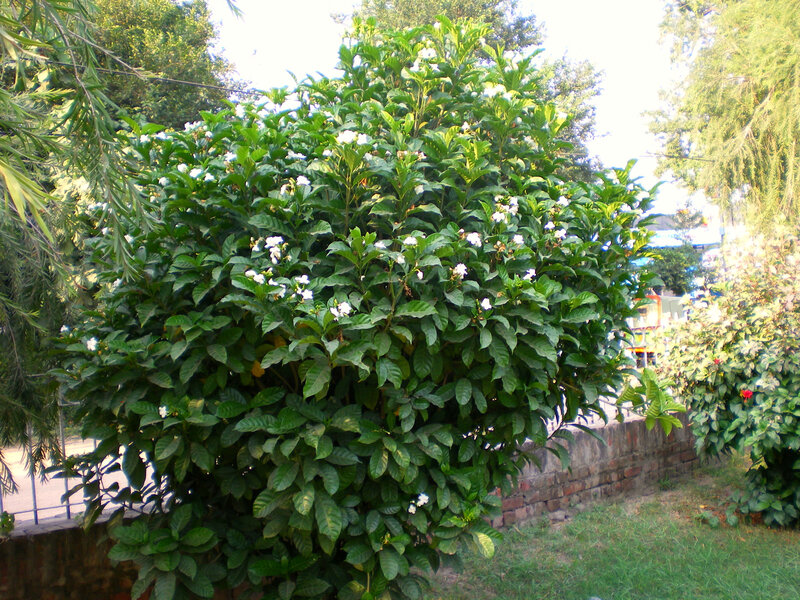 Bush with White Flowers