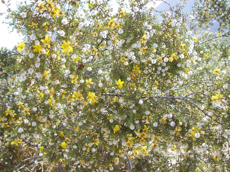 bush with yellow and white flowers