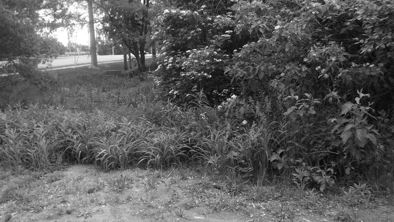 Bushes and Grass in Park