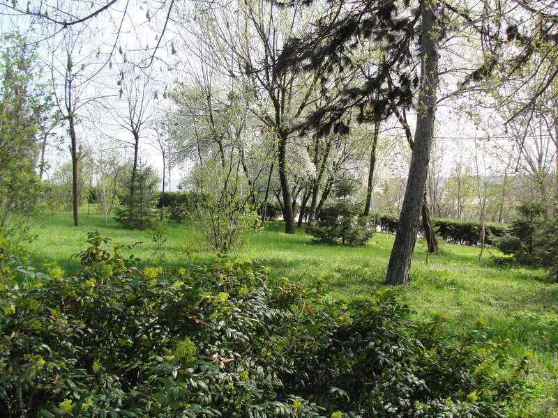 Bushes and Trees in Park
