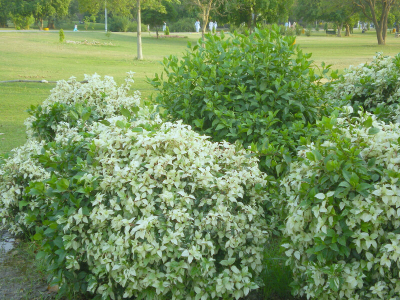 Bushes in a park