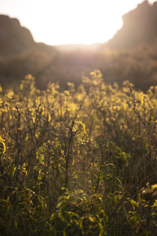Bushes in Desert Landscape