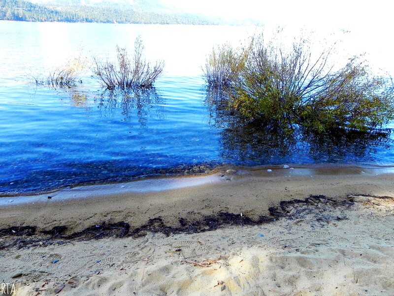 Bushes in Lake Water