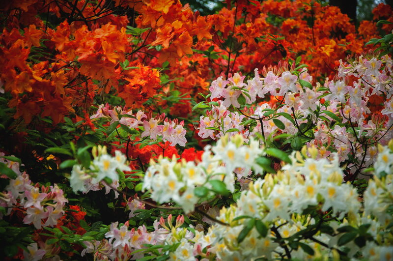 Bushes of Flowering Azaleas