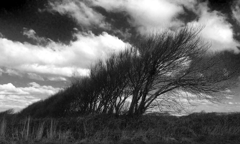 Bushes on a Hill