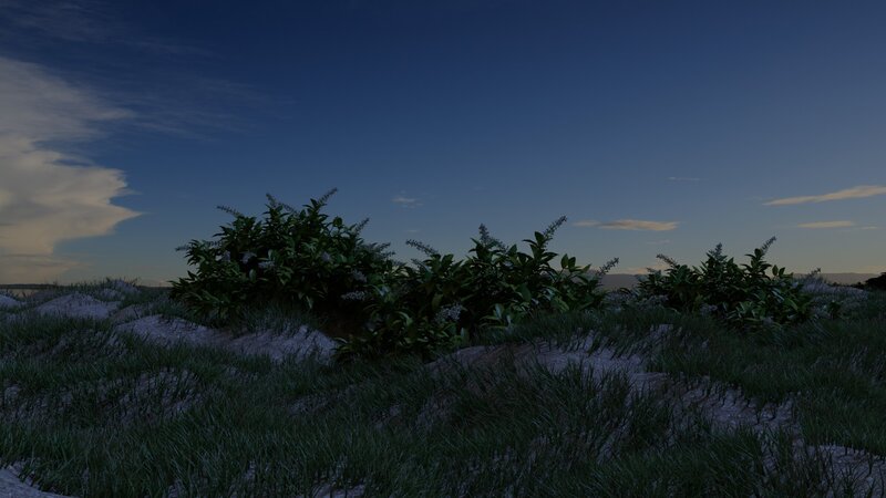 Bushes on Sandy Dunes