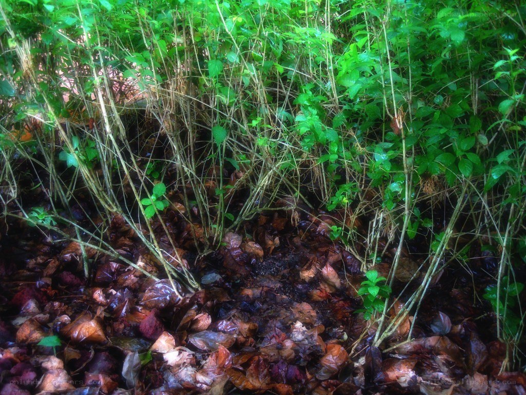bushes with fallen leaves