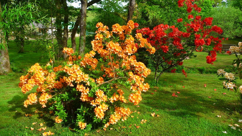 Bushes with Orange Flowers — Green